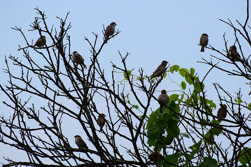 Flock of Sparrows Perched on Bare Tree Branches