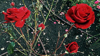 Vibrant Red Roses Blooming in a Garden Bed