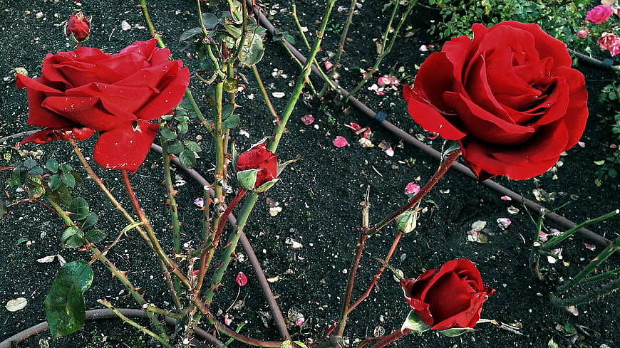 Vibrant Red Roses Blooming in a Garden Bed