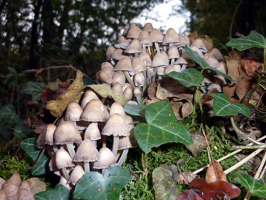 Cluster of small brown mushrooms growing in forest undergrowth