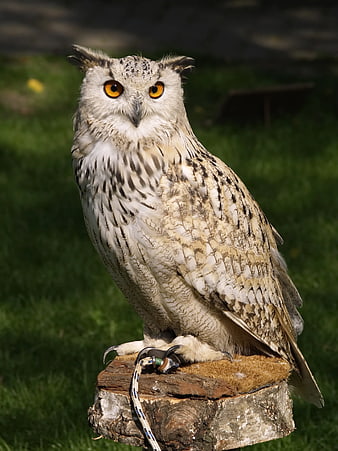 Majestic Eagle Owl Perched on Wooden Stump