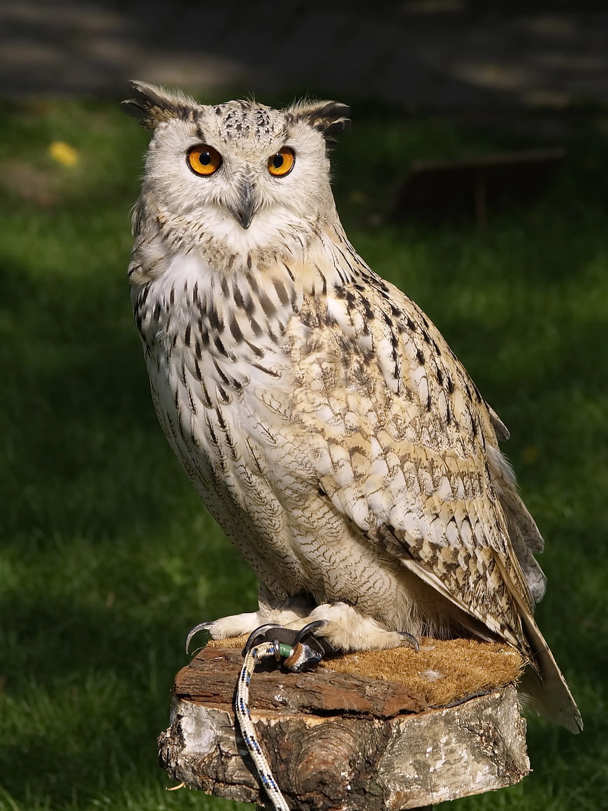 Majestic Eagle Owl Perched on Wooden Stump