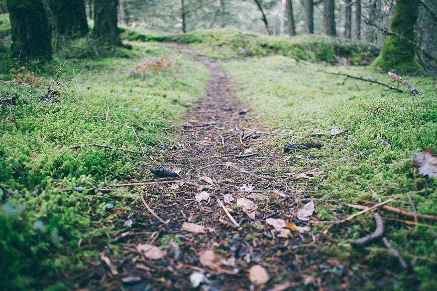 Low angle view of a mossy forest path with pine cones