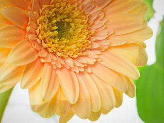 Close-up of a vibrant peach and yellow gerbera daisy flower