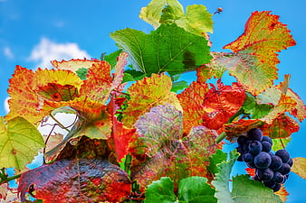 Autumn Grapevine Leaves And Grapes Against Blue Sky