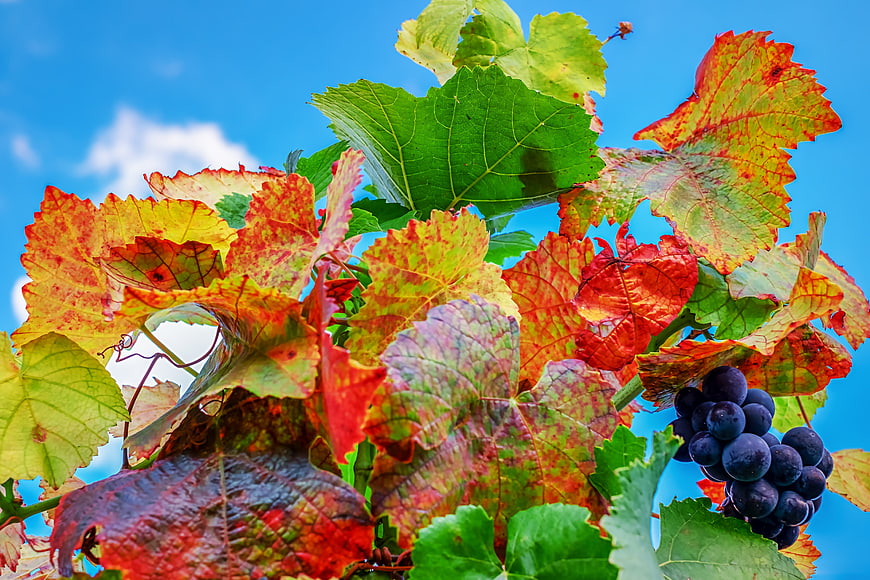Autumn Grapevine Leaves And Grapes Against Blue Sky
