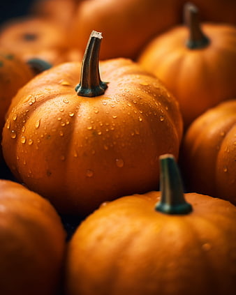 Close-up of fresh orange pumpkins with water droplets