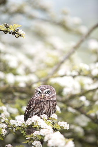 Little Owl Perched on White Blossoming Branch