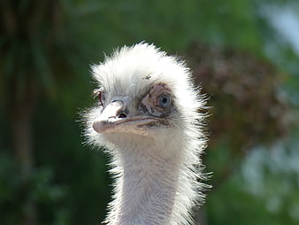 Close-up portrait of a white ostrich head with blue eyes