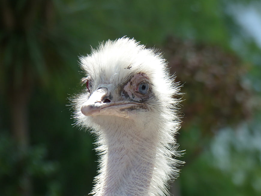 Close-up portrait of a white ostrich head with blue eyes