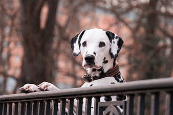 Dalmatian Dog Looking Over Railing