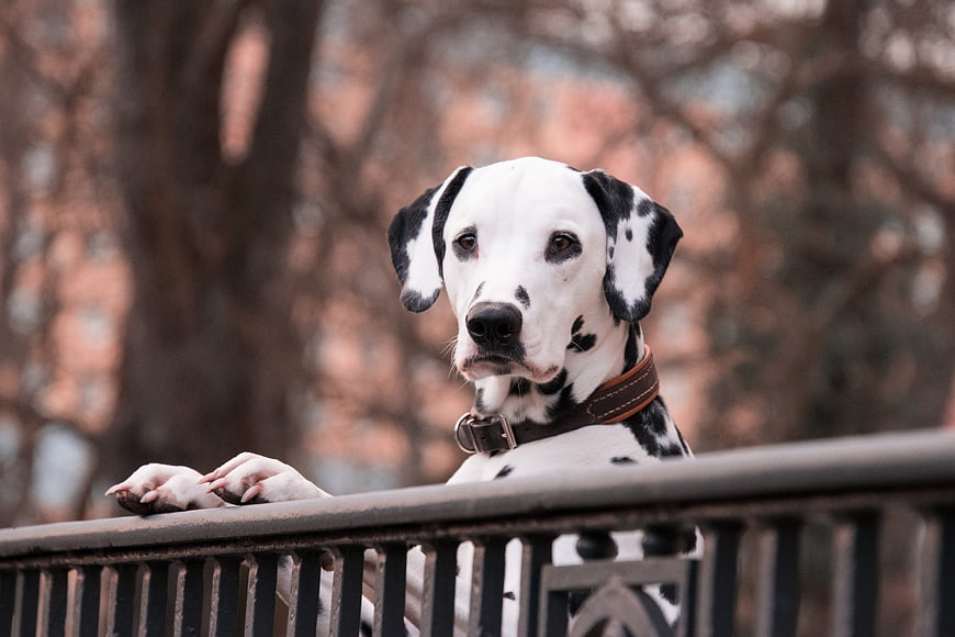 Dalmatian Dog Looking Over Railing