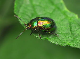 Macro photography of iridescent green beetle on leaf
