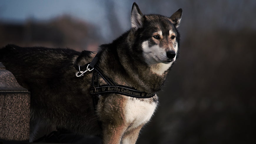 Portrait of a Husky Dog in a Harness Outdoors