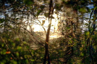 Sunlit spider web in forest branches with morning light