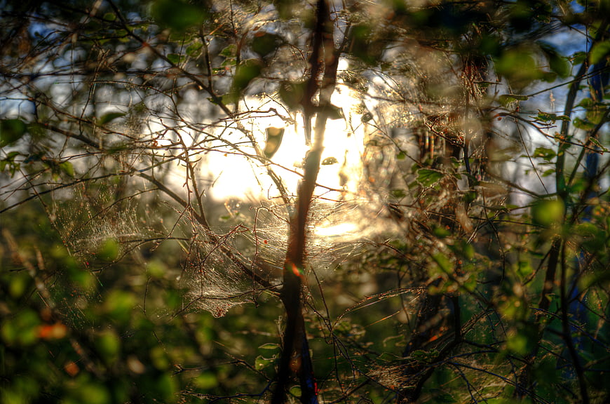 Sunlit spider web in forest branches with morning light