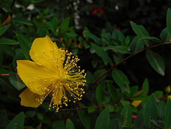 Close-up of vibrant yellow hypericum flower with green leaves
