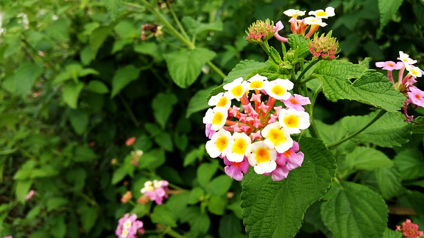 Close-up of colorful Lantana camara flowers in bloom