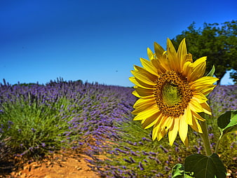 Vibrant Sunflower in Lavender Field Under Blue Sky