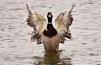 Male Mallard Duck Spreading Wings On Water Surface