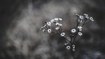 Delicate white wildflowers on dark blurred background
