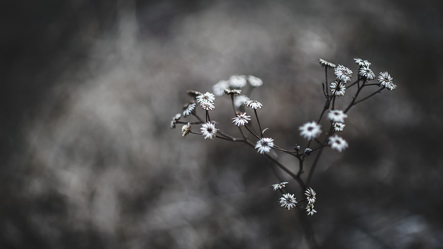 Delicate white wildflowers on dark blurred background