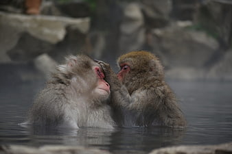 Two Japanese Macaques Grooming Each Other in a Misty Hot Spring