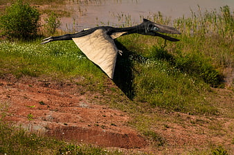 Life-size Pterodactyl Model Flying Over Grassy Wetland Park