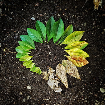 Circular leaf arrangement on dark soil representing the cycle of life