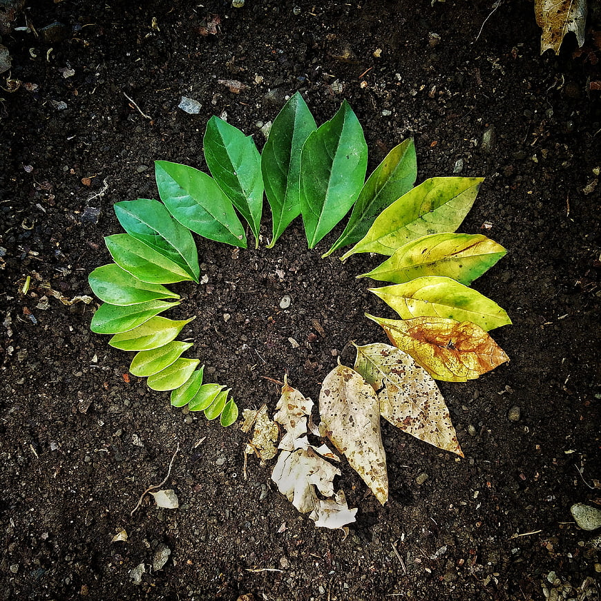 Circular leaf arrangement on dark soil representing the cycle of life