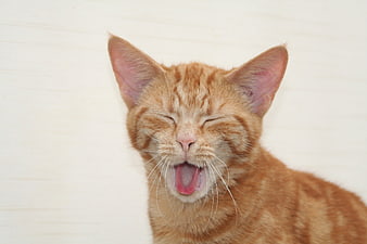 Ginger Tabby Cat Yawning With Eyes Closed Against White Background