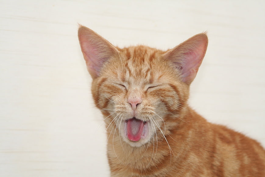 Ginger Tabby Cat Yawning With Eyes Closed Against White Background