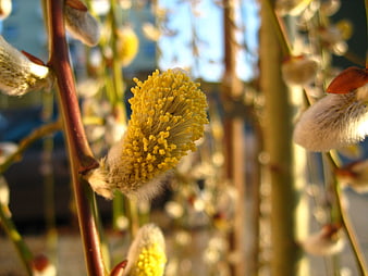 Close-up of blooming yellow willow catkins in spring sunlight