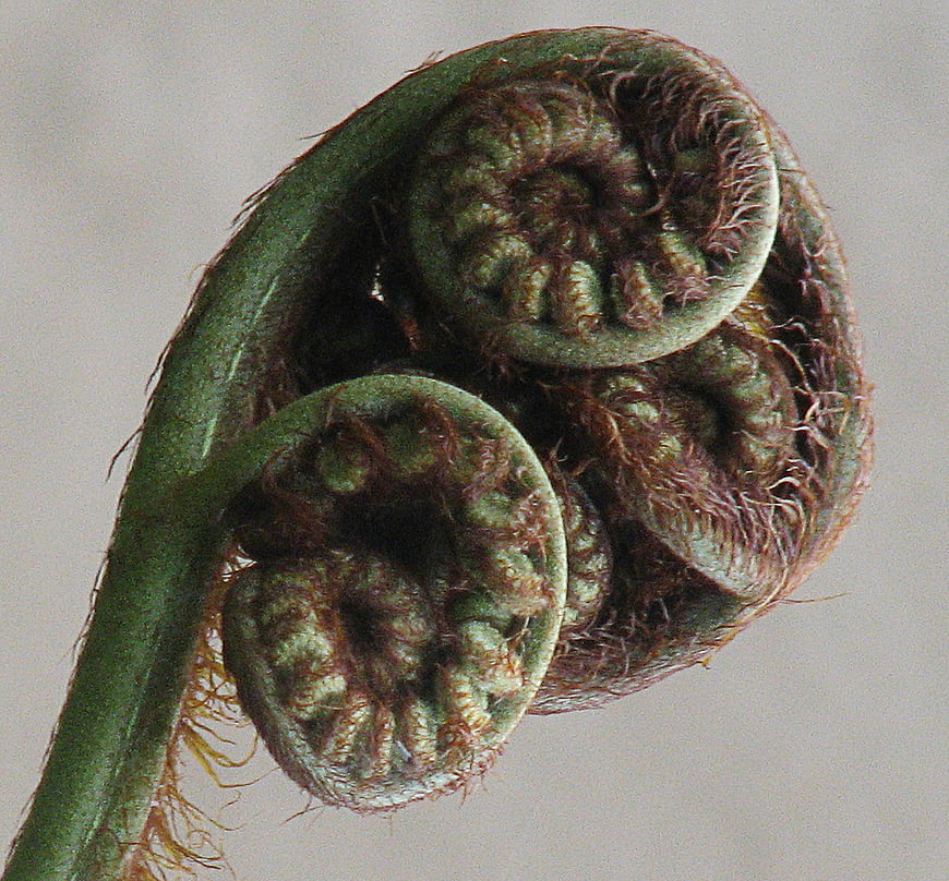 Close-up of curled fern fiddleheads with fuzzy texture