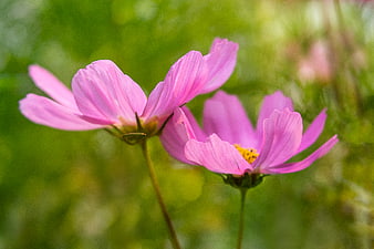 Close-up of pink cosmos flowers with blurred green background