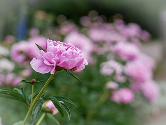 Pink Peony Flower in Bloom with Blurred Garden Background