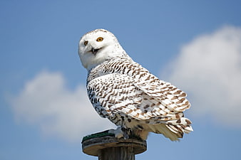 Snowy Owl Perched on Wooden Post Against Blue Sky
