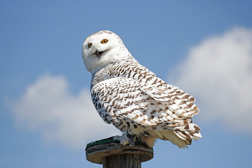 Snowy Owl Perched on Wooden Post Against Blue Sky