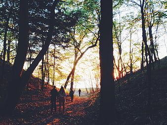 Group of Friends Walking Through Forest at Sunset