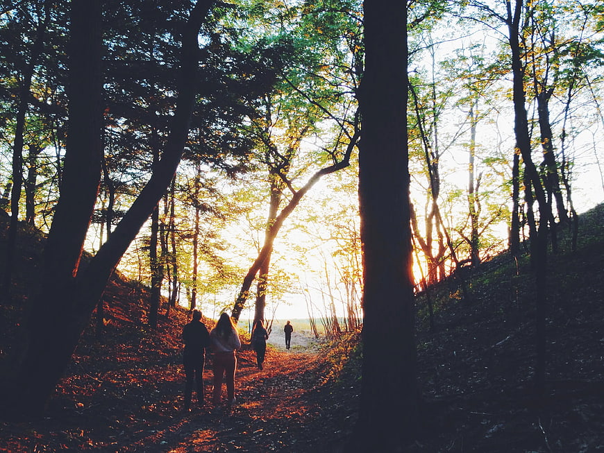 Group of Friends Walking Through Forest at Sunset