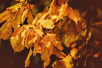 Golden Autumn Leaves Backlit by Warm Evening Light