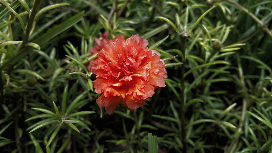 Vibrant Orange Portulaca Flower in Green Garden Bed