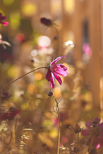 Pink Cosmos Flower Backlit by Golden Sunlight