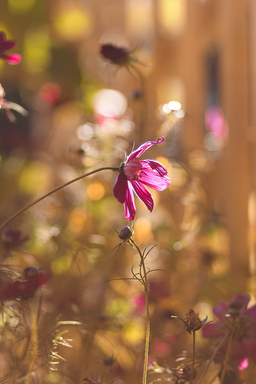 Pink Cosmos Flower Backlit by Golden Sunlight
