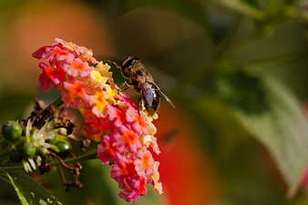 Honey Bee Pollinating Colorful Lantana Flower Close Up