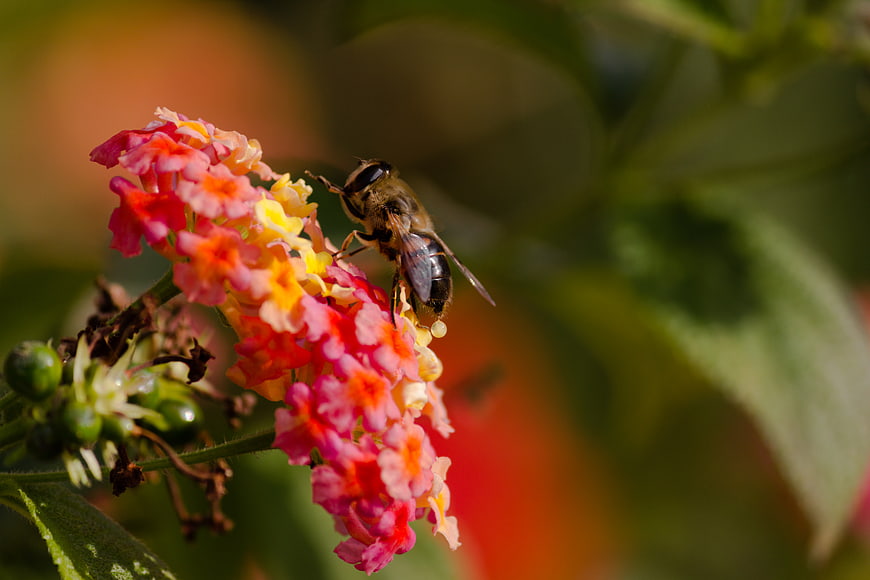 Honey Bee Pollinating Colorful Lantana Flower Close Up