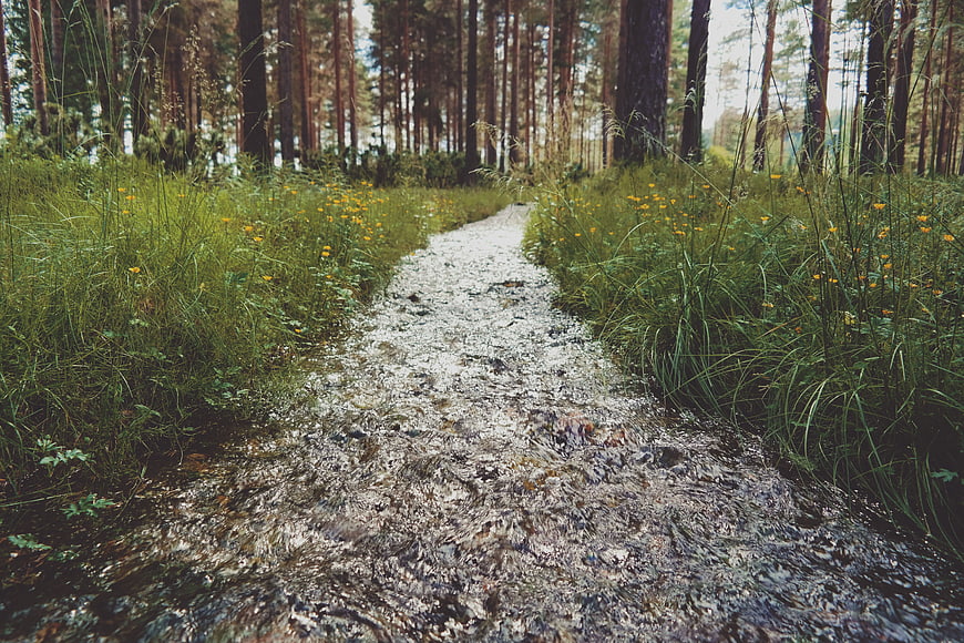 Flooded Forest Path with Rushing Water and Tall Pine Trees