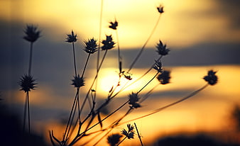 Silhouette of wildflowers against a golden sunset background