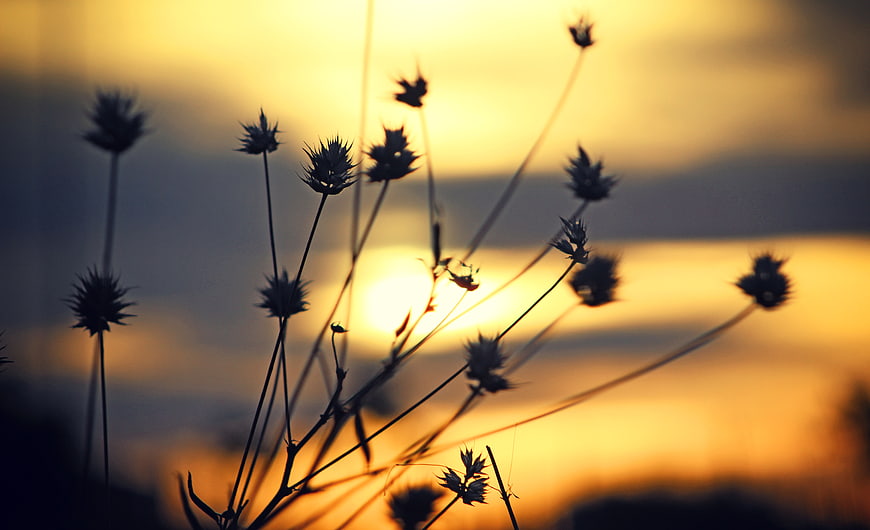 Silhouette of wildflowers against a golden sunset background