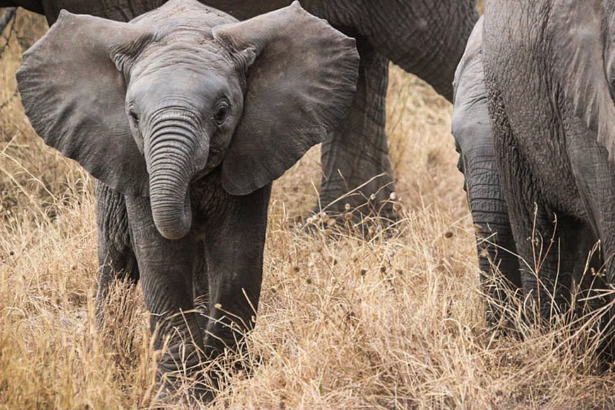 Baby African Elephant Walking in Dry Grass